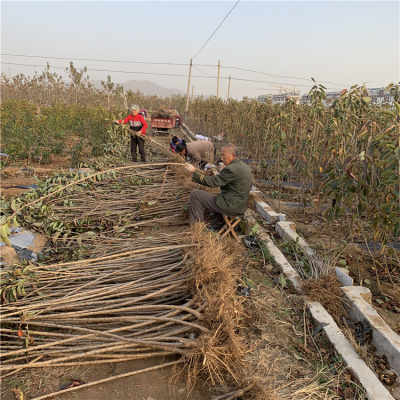 矮化雞心紅櫻桃苗與破碎機(jī)的實(shí)用指南 圖片展示及應(yīng)用解析